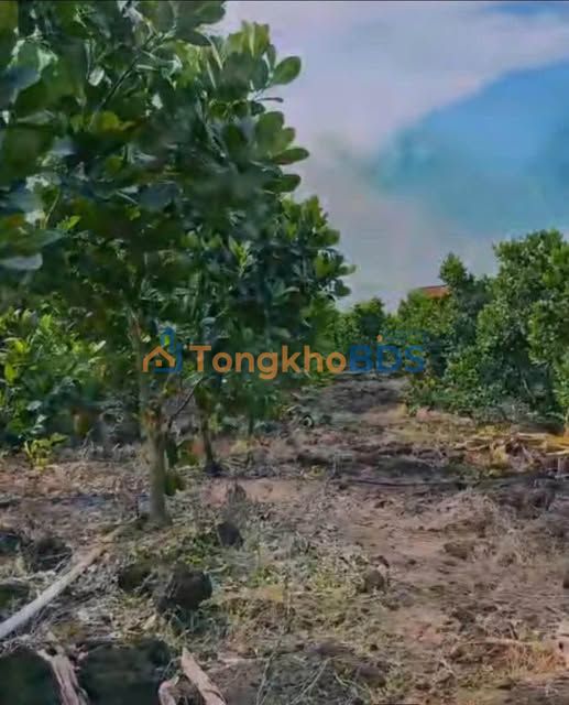 Đất nền 1000m² Đồng Nai - Gần chợ, trường học, sẵn mít thu hoạch