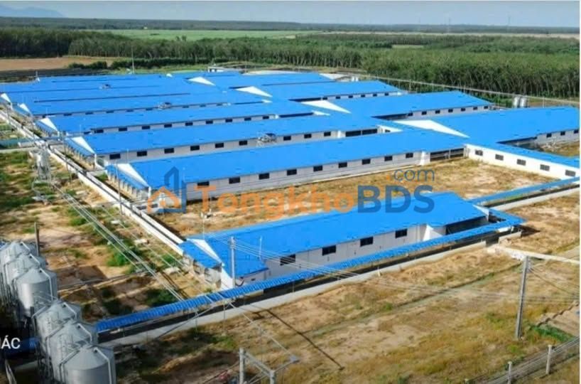Trại nái Tây Ninh 12,8 ha giá 130 tỷ - Đầu tư dài hạn