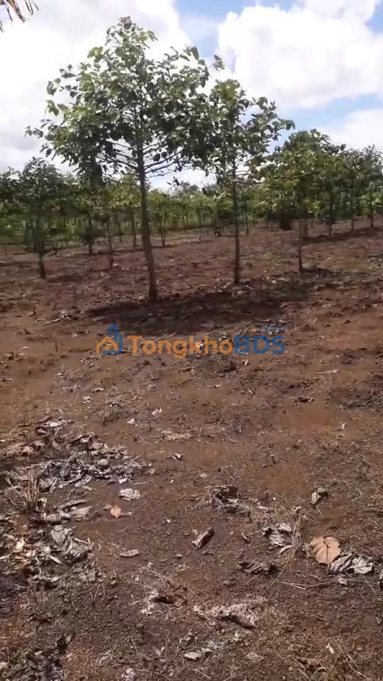 Đất Vườn Gia Lai - 2.5ha Sổ Đỏ Giá Chỉ 2.75 Tỷ