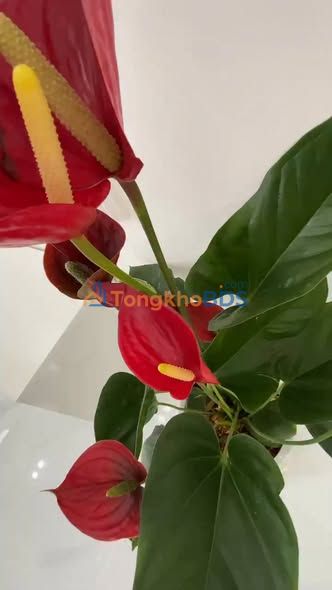 Nhà Hòa Thành Tây Ninh 189m2 2.09 tỷ - Ô tô vào tận nhà