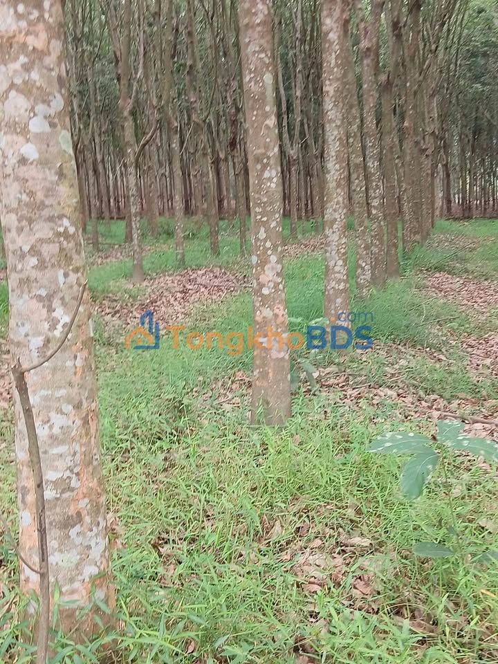 Đất Phước Vinh Châu Thành 1.8 mẫu 2 tỷ - Sinh thái xanh