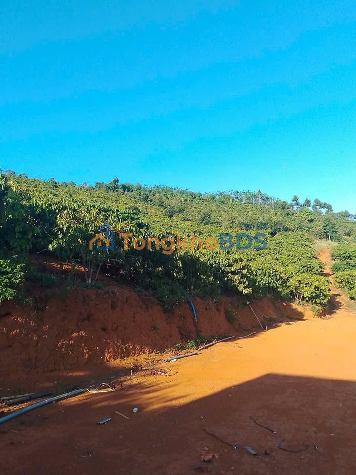 Trang trại cà phê Nghĩa Thành 1,72ha 2,6 tỷ - Sinh thái xanh