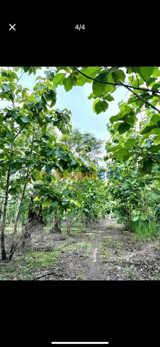 Đất vườn Phú Xuân Tân Phú 540m² 320 triệu - Sổ hồng rõ ràng