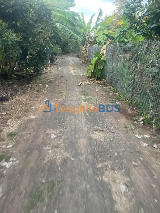 Bán Đất Vườn Sầu Riêng Thái 15.000m² Tại Định Quán - Giá 5.25 Tỷ