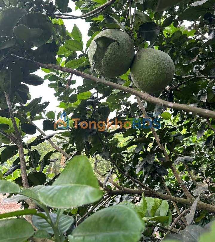 Đất vườn Long Khánh 500m² 680 triệu - Đầu tư dài hạn