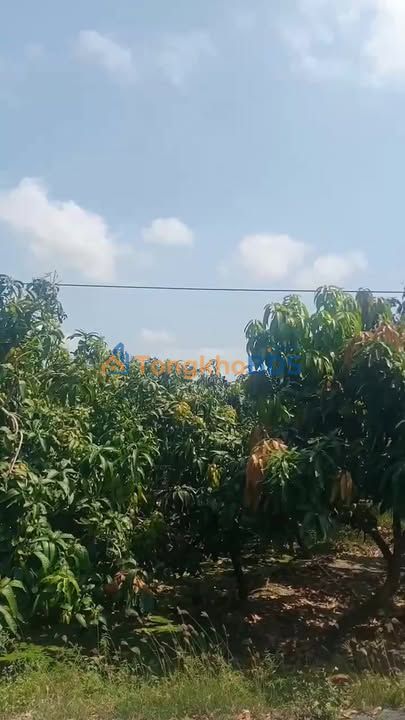 Đất vườn An Phú Tân 4671m² 4 tỷ - Đường ô tô