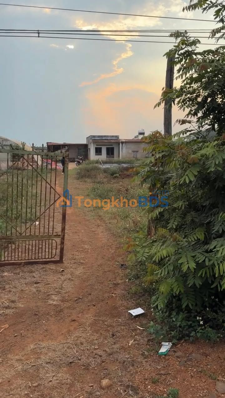 Đất nền Chư Sê 2ha thỏa thuận - Sổ hồng rõ ràng