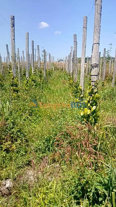 Đất nền Đăk Sơmei Đắk Đoa 1.5ha 1.1 tỷ - Sổ đỏ chính chủ