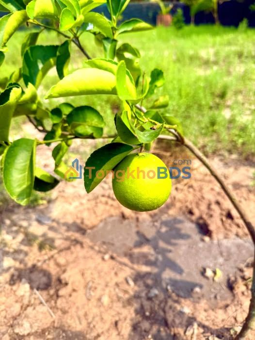 Đất nền Dầu Tiếng Bình Dương 200m² 3xxtr - Sổ đỏ chính chủ