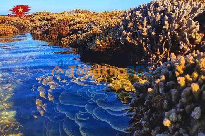 Đất nền Bình Hải Bình Sơn 72m² - Sổ đỏ chính chủ