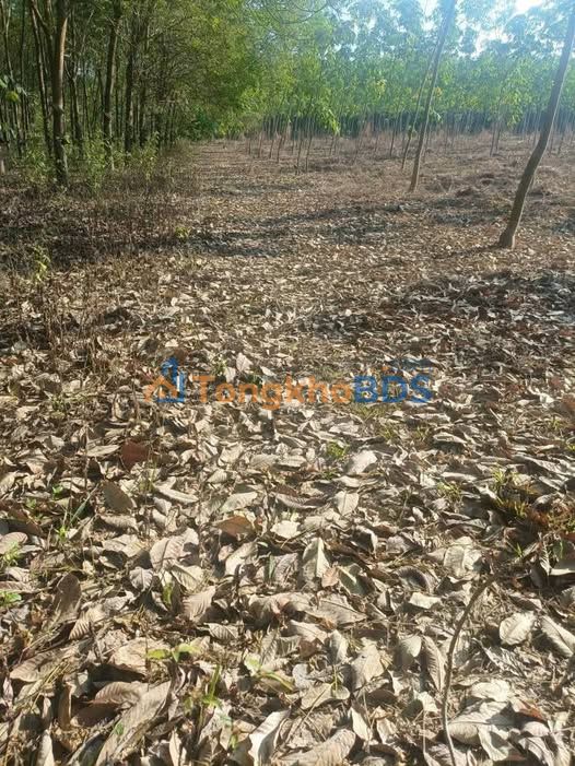 Bán 1.4ha Đất Cao Su 2.5 Năm Tại Tân Biên, Tây Ninh - Sổ Đỏ Sẵn Sàng