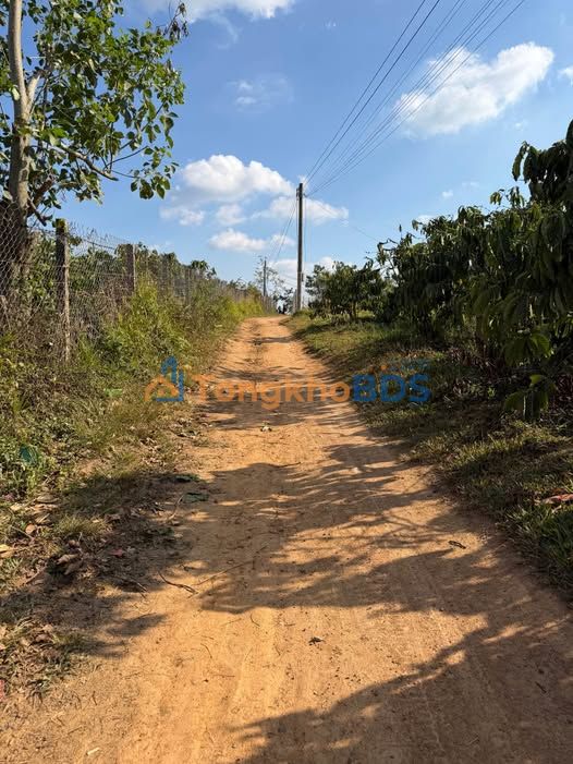 Đất cà phê Knai Phú Hội 2,7 ha 2,3-3,7 tỷ - Sinh thái xanh