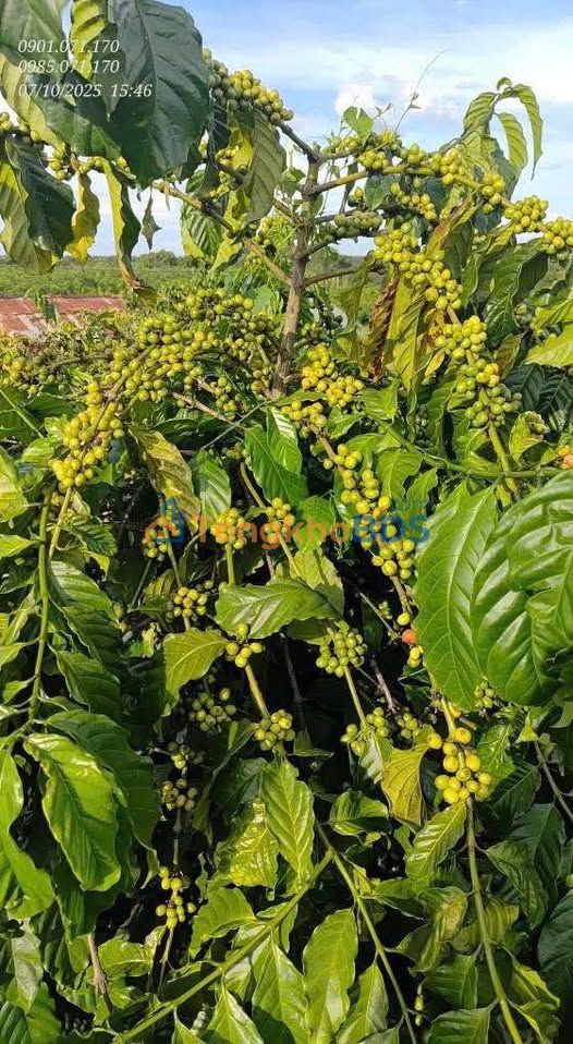 Bán Gấp 2.3ha Đất Trang Trại Cà Phê View Đẹp, Xã Ninh Gia, Lâm Đồng - 69 Tỷ