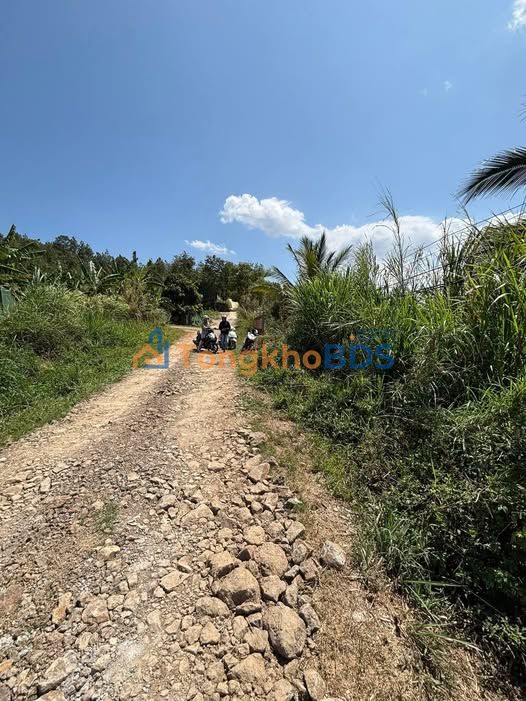 Farm Phú Hội 3,5ha 16,5 tỷ - Pháp lý rõ ràng, đầu tư dài hạn