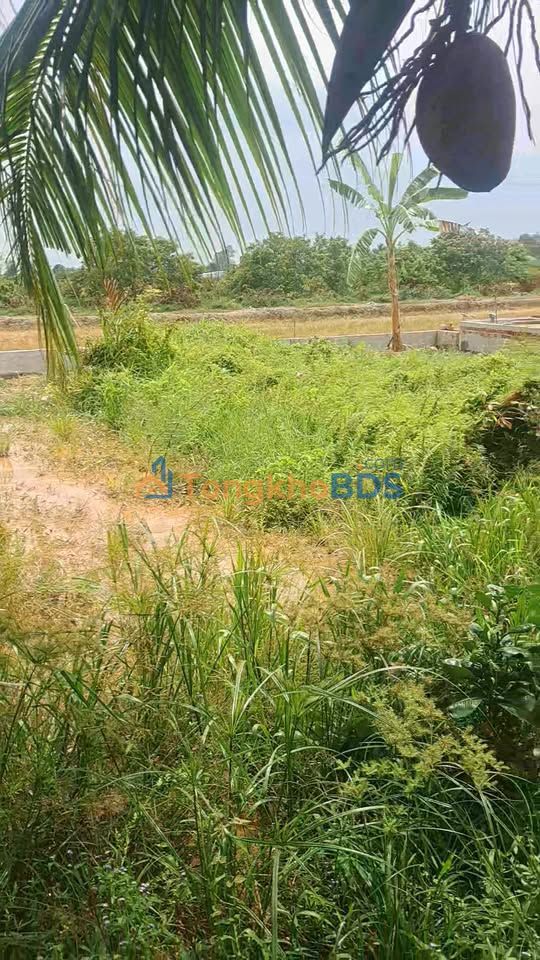 Đất nền Tân Hạnh Long Hồ 520m² - Hạ tầng hoàn thiện