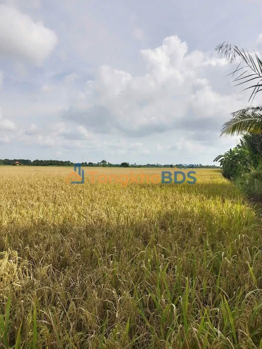 Bán Đất Nông Nghiệp An Giang 9.395m² - Vị Trí Đắc Địa, Giá Tốt