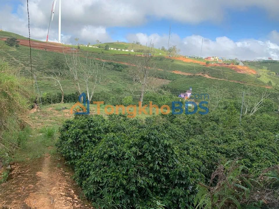 Đất nền Mai Anh Đào 968m² giá 1.9 tỷ - Pháp lý rõ ràng