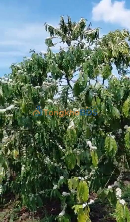 Đất Vườn 3 Hecta Sổ Đỏ Tại Bảo Lâm, Lâm Đồng - Giá Đầu Tư 300 Triệu/Sào