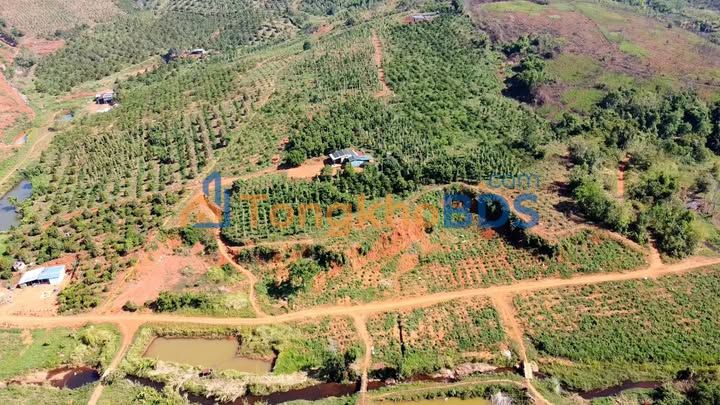 Đất vườn Trường Xuân Đắk Song 3,7ha 4 tỷ - Sổ đỏ chính chủ