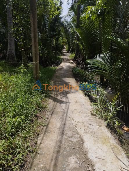 Đất vườn Bình Thành 2.800m² 700 triệu - Sổ đỏ chính chủ