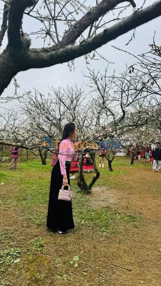 Đất nền Mộc Châu 231m² 700 triệu - Sổ đỏ chính chủ