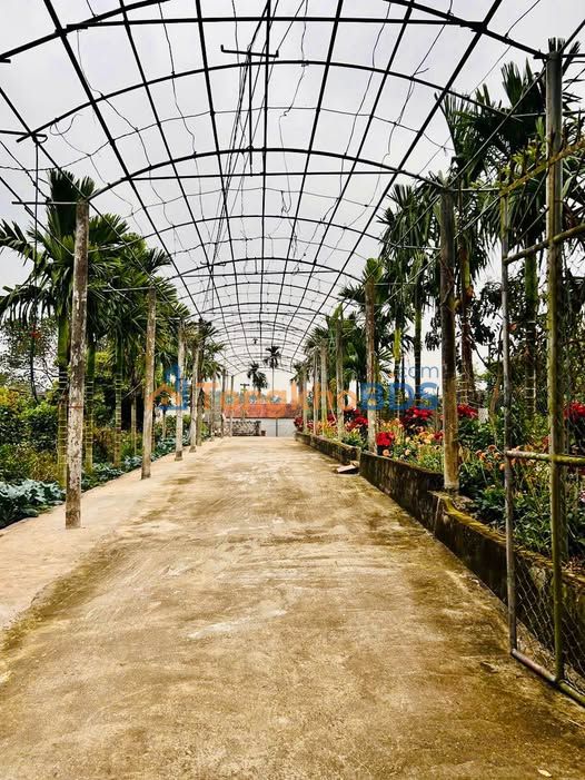 Đất Tân Sỏi Yên Thế 200m² 5-6xx triệu - Chính chủ bán