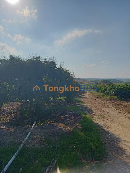 Đất nền Quốc lộ 26 Cư M'gar 6000m² - Sổ đỏ chính chủ