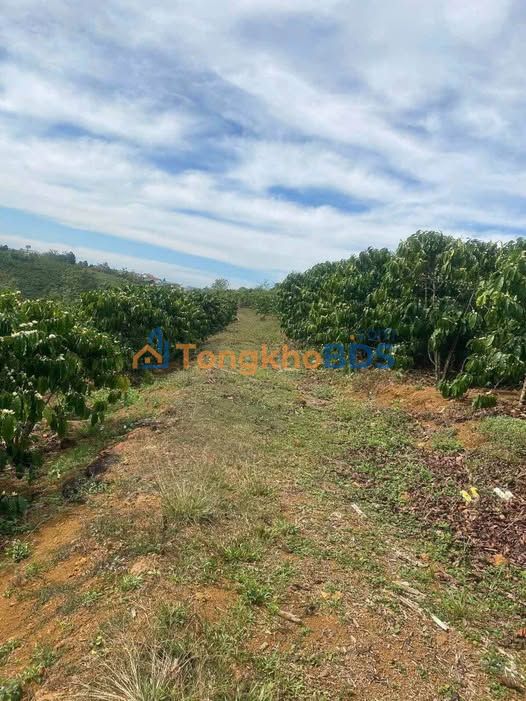 Đất nền Lộc Quảng Bảo Lâm 2,1ha 35,13 tỷ - Đường to ô tô