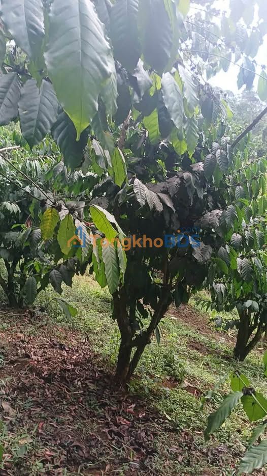 Đất vườn Lộc Phú Bảo Lâm 1.14ha 11.122 tỷ - Nghỉ dưỡng lý tưởng