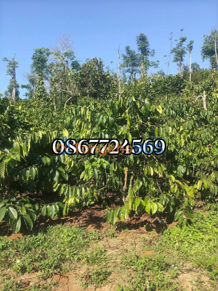 Farm Nghĩa Đức Gia Nghĩa 1.5ha 2.8 tỷ - Sổ hồng chính chủ