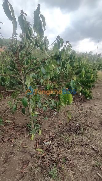 Đất Nông Nghiệp 10.000m² Krông Nô, Đắk Nông - Vườn Cà Phê Trĩu Quả, Sổ Hồng