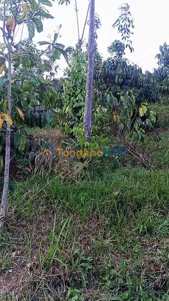 Đất nền Nâm Nung Đắk Nông 17.000m² 1,55 tỷ - Sổ đỏ