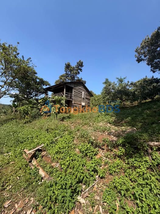 Đất nông nghiệp Gia Nghĩa 2.6ha 5.3 tỷ - Sổ đỏ