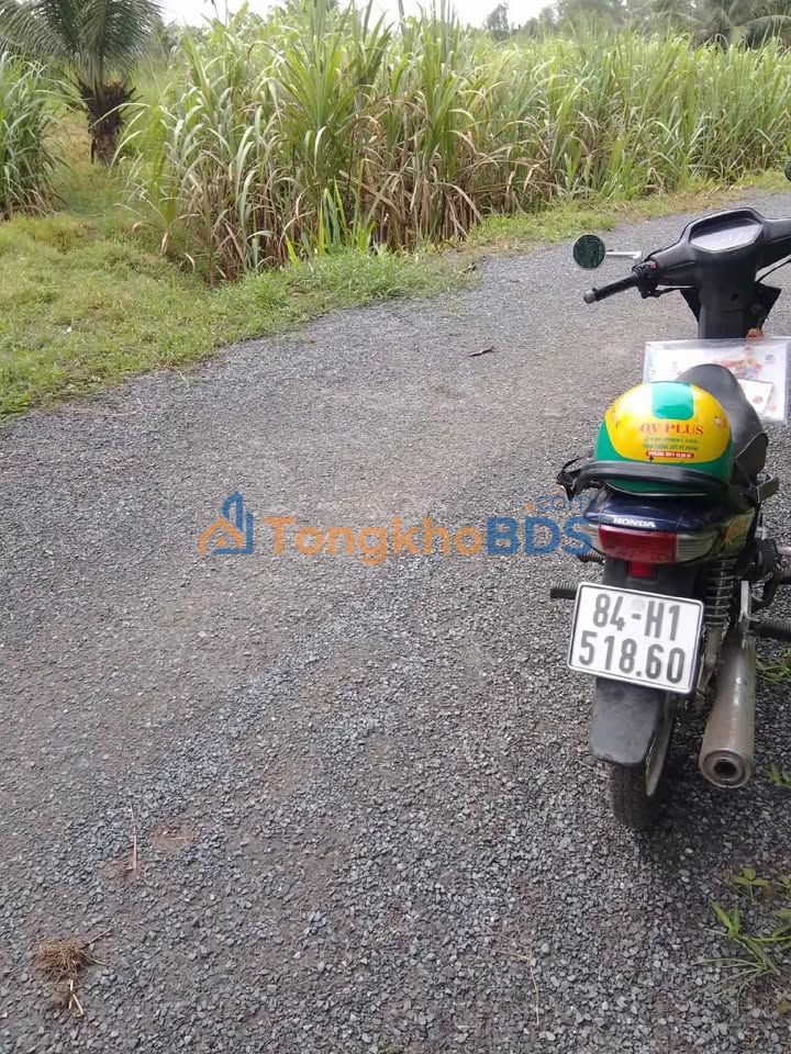 Đất ruộng Cosla Trà Cú 5.500m² mặt tiền nhựa - Đường to ô tô