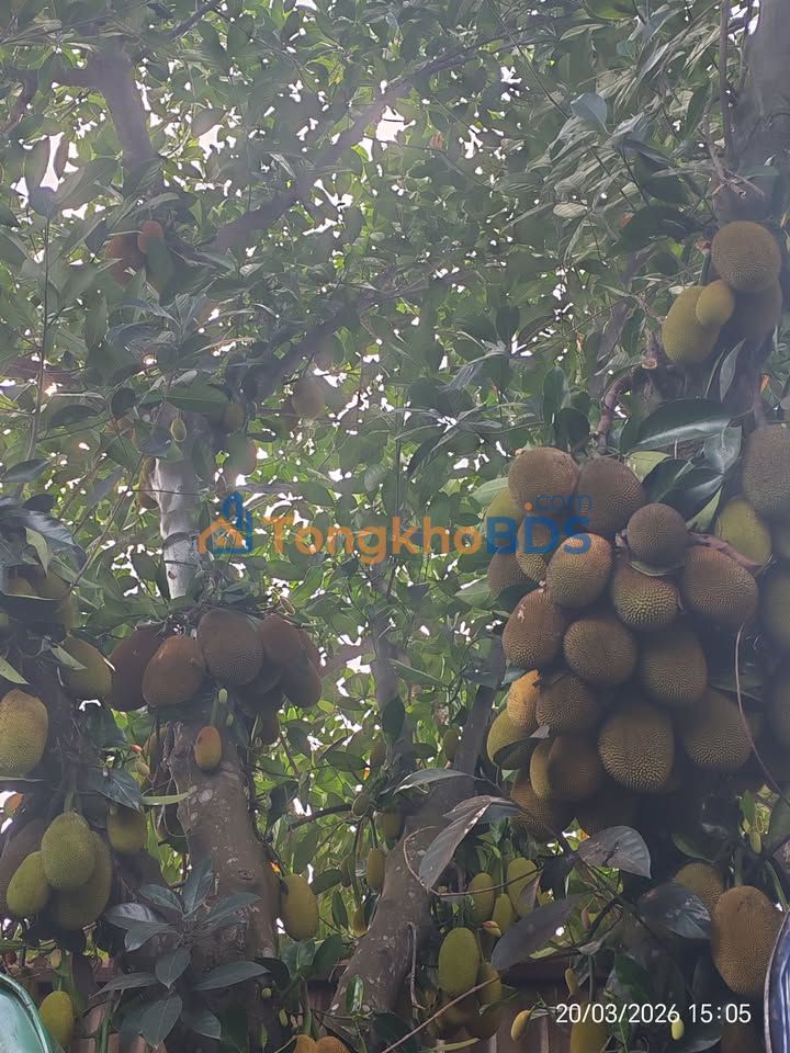 Nhà cấp 4 Xuân Thới Sơn 98m2 2.5 tỷ - Chính chủ bán gấp