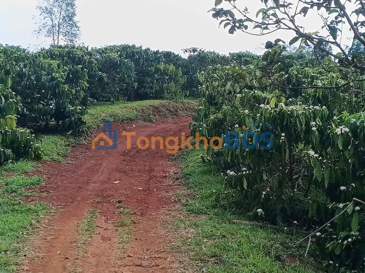 Đất Vườn 6200m² Lộc Bắc, Đơn Dương - Tiềm năng kinh doanh cà phê, sổ hồng sẵn sàng