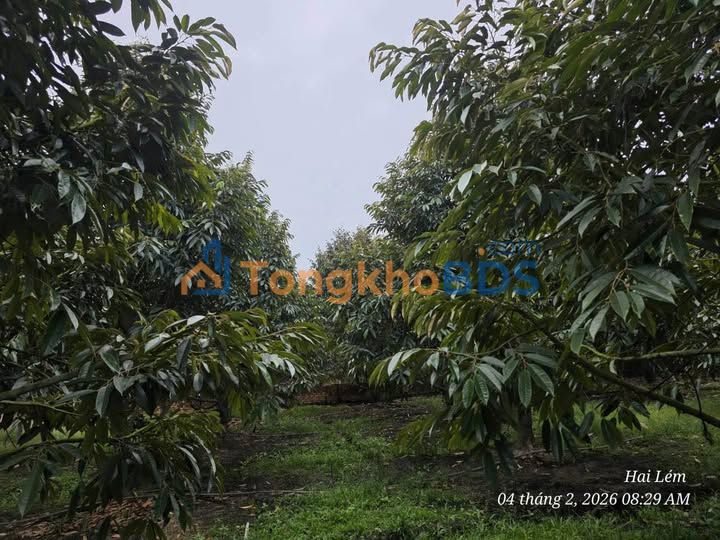 Đất vườn Ma Đa Guôi Đạ Huoai Thỏa thuận - Đầu tư dài hạn