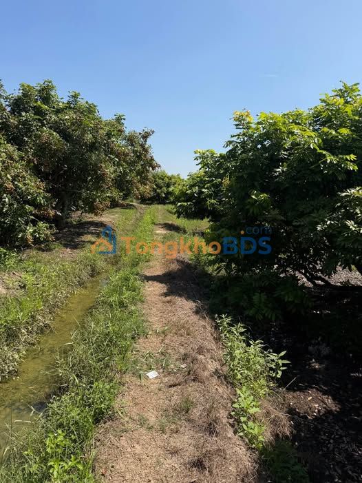 Đất nền Hẻm 22 Nguyễn Lương Bằng 2.5 công - Sổ đỏ chính chủ