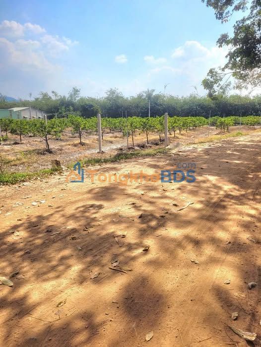 Đất nền Tân Hưng Tân Châu 225m² 2xx triệu - Thổ cư 100%