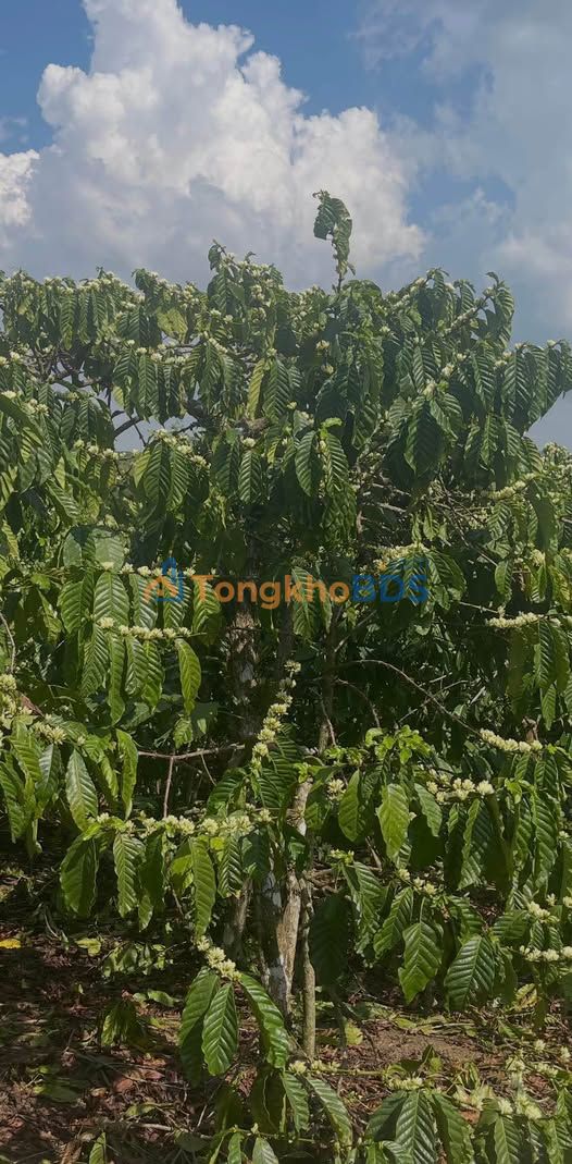 Đất nền Đạ K' Nàng 3,3ha 2,7 tỷ - Sổ đỏ chính chủ