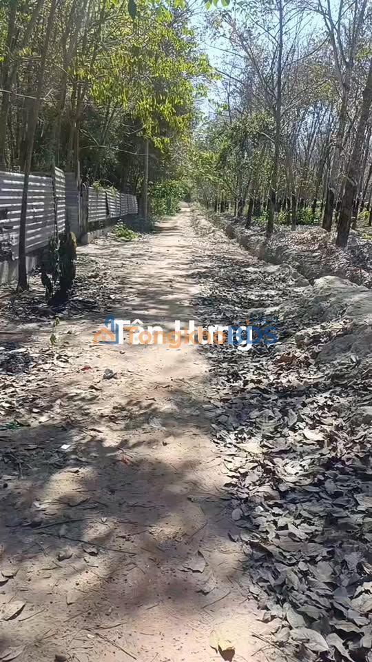 Đất Nền 750m² Sổ Riêng Tân Hưng, Bàu Bàng - Giá Đầu Tư 78 Tỷ