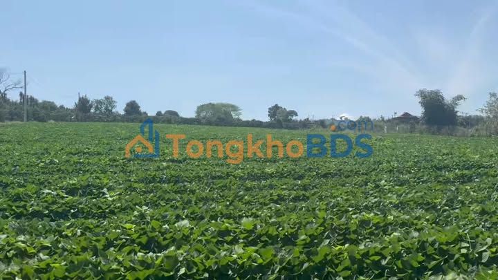 Đất nền Nam Ban 1000m² 780 triệu - Đường ô tô tránh