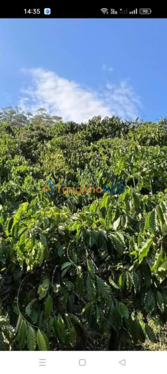 Đất vườn Đạ Đờn Lâm Hà 1260m² giá 1.5 tỷ - Sinh thái xanh