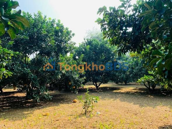 Đất nền Mỹ Hòa Tân Lạc 1.223m² - Sổ đỏ chính chủ