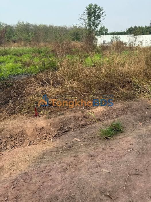 Đất Vĩnh Hoà Phú Giáo 3100m² - Sổ Hồng Sẵn Sàng - 800 Triệu