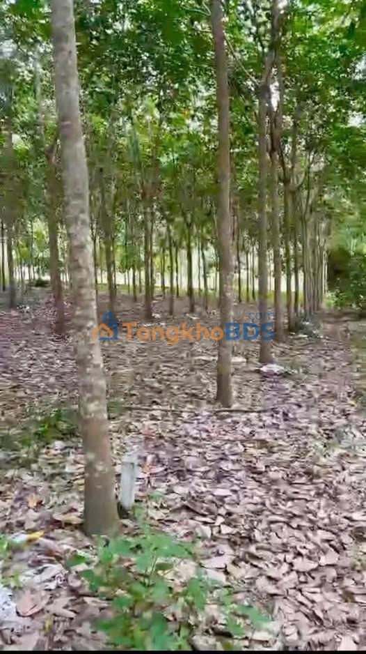 Bán Đất Vườn 5000m² Mặt Tiền Phước Sang, Phú Giáo - Giá Hơn 3 Tỷ