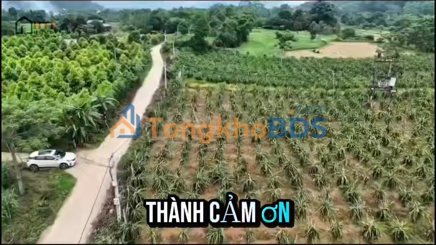 Bán Gấp Vườn Thanh Long Ruột Đỏ 1.3ha - Vị Xuyên, Hà Giang