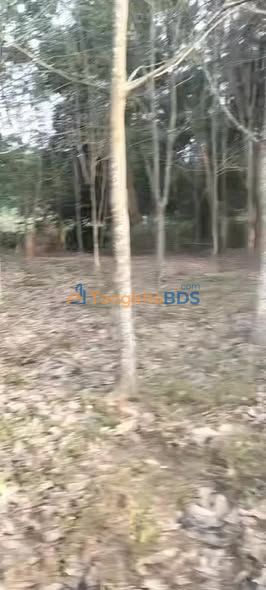 Đất Vườn Phú Giáo 2000m² - 870 Triệu, Tiềm Năng Cao