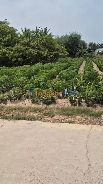 Đất nền Ấp An Lộc Tây Ninh 320m² 480 triệu - Sổ đỏ chính chủ