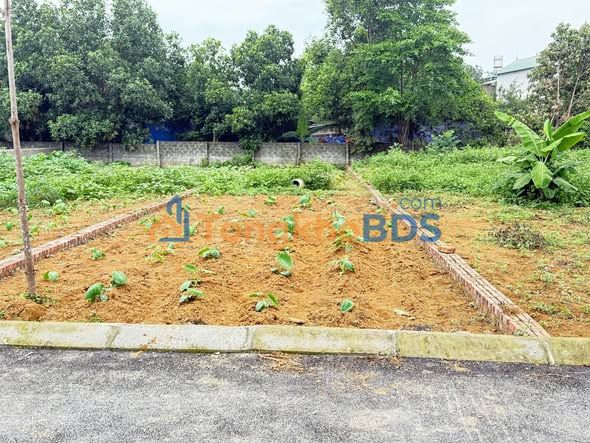 Đất thổ cư Ba Vì 139m² giá 2 tỷ - Đất thổ cư 100%